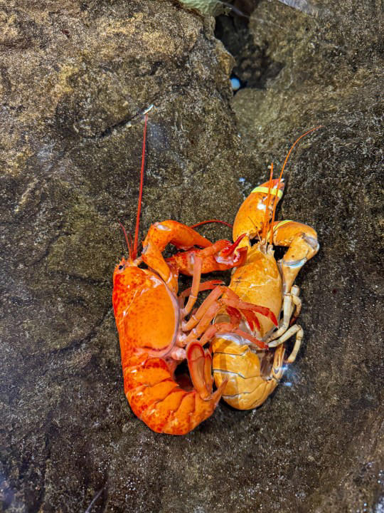Golden lobster rescued from grocery store now on display at Mystic Aquarium