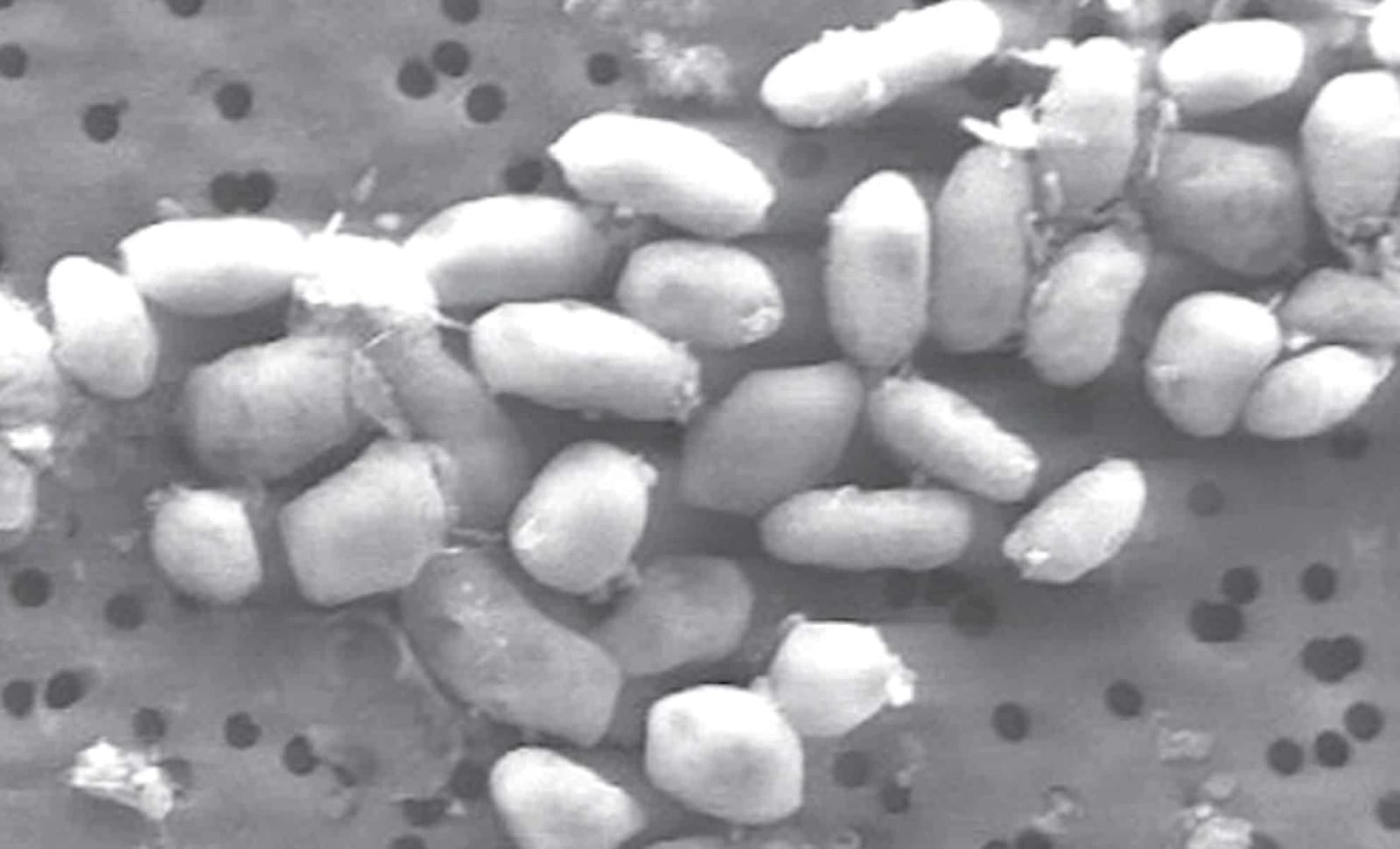 Nasa S Most Shocking Astrobiology Claim Just Got Erased After 15 Years