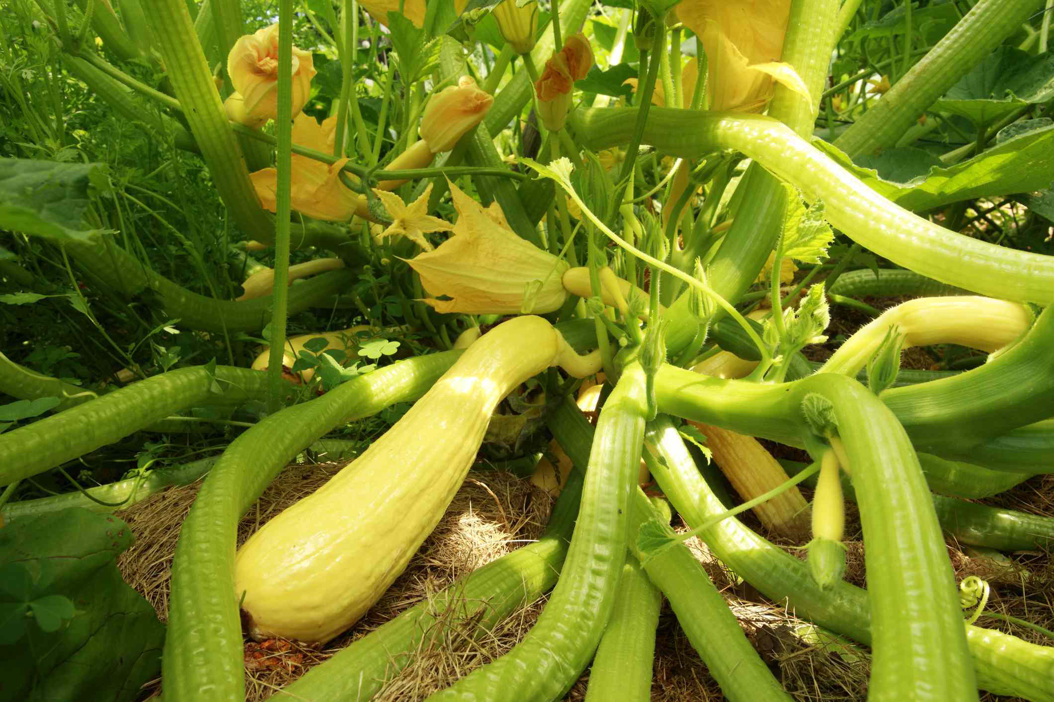 Now Is the Best Time to Prune Squash Plants for a Healthier Harvest How Now Is the Best Time to Prune Squash Plants for a Healthier Harvest How