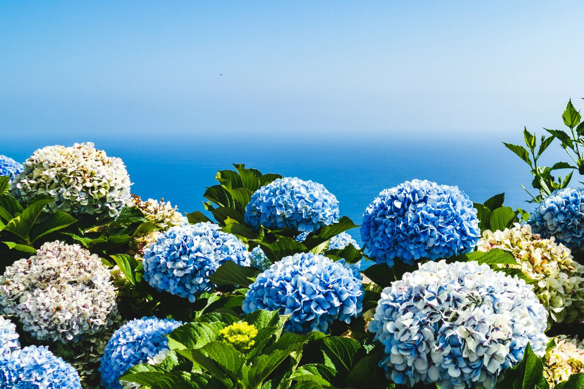 Prune Hydrangeas Like This or Risk No Flowers Next Year Prune Hydrangeas Like This or Risk No Flowers Next Year