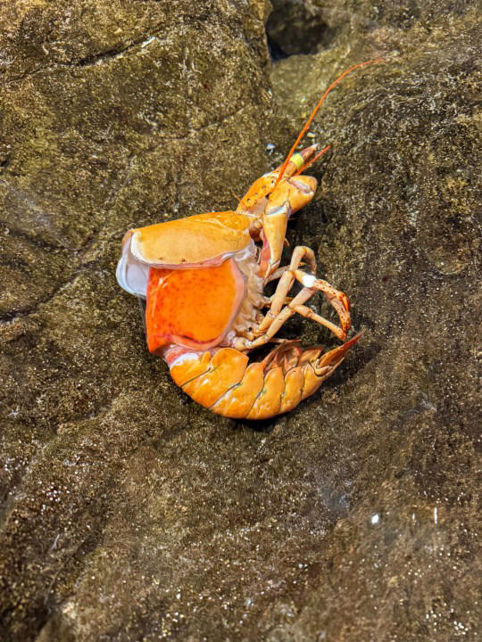 Golden lobster rescued from grocery store now on display at Mystic Aquarium