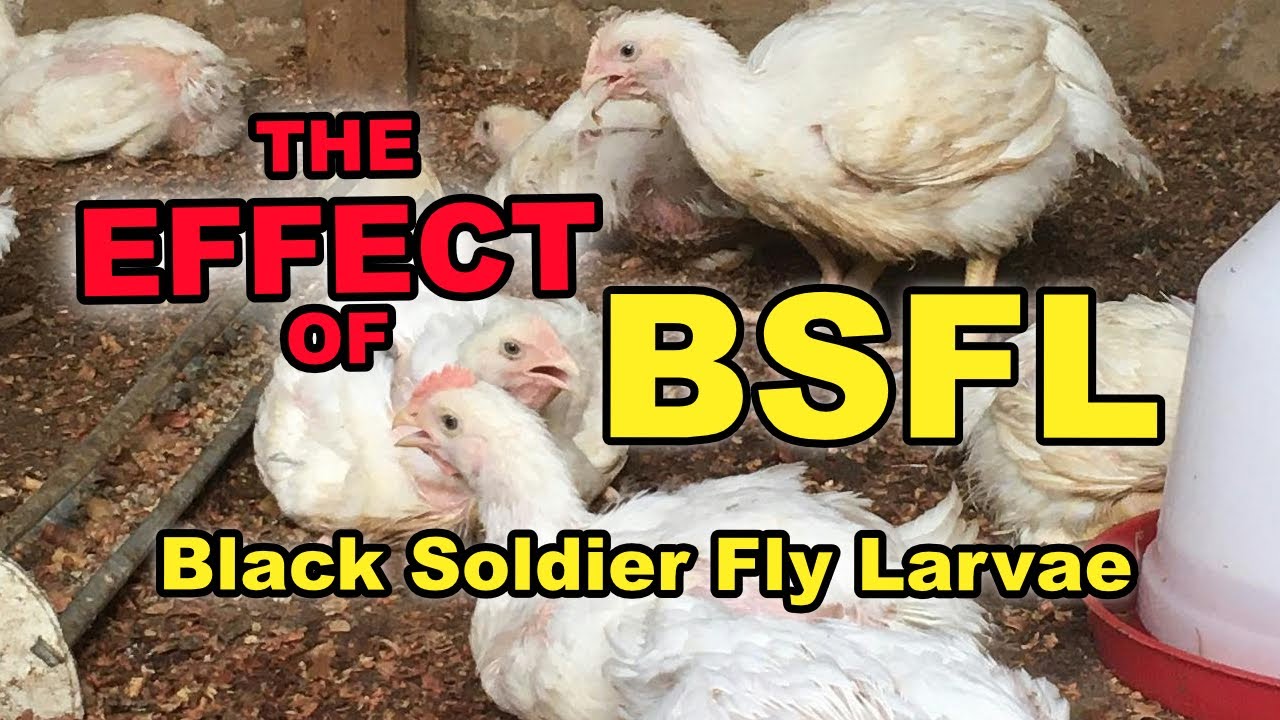The Effect Of Black Soldier Fly Larvae in Poultry Nutrition