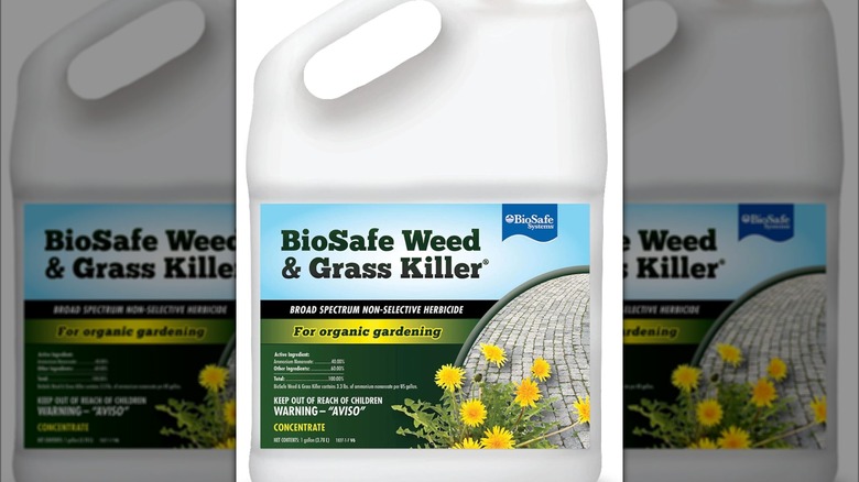 5 Pet-Friendly Weed Killer Products For A Safe & Stunning Lawn