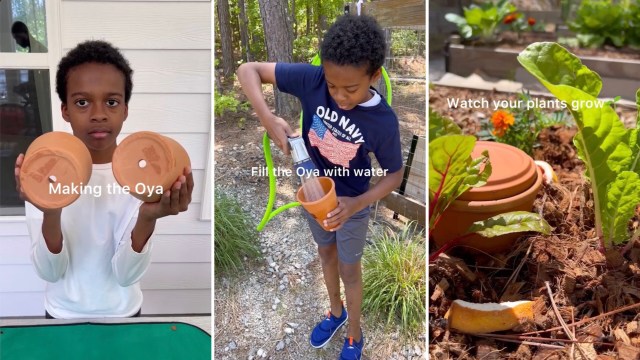 How to Water Plants Without Wasting Water: Smart Tips for Efficiency