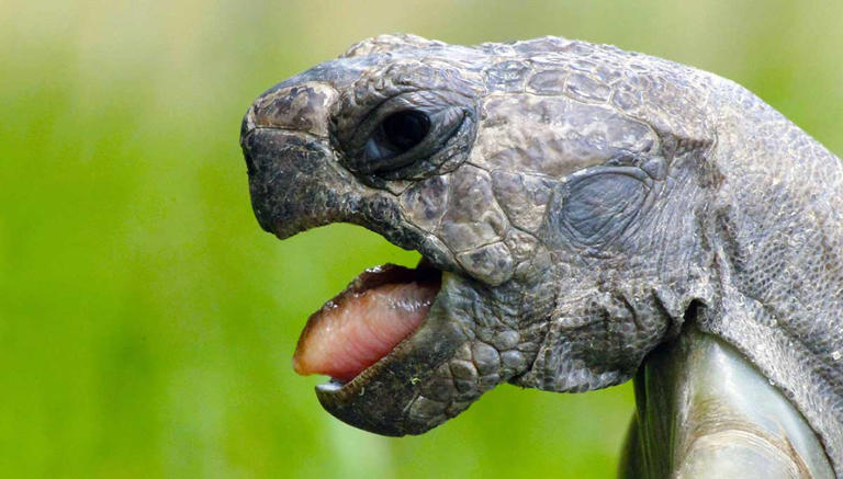 Pros and Cons of Having a Pet Turtle
