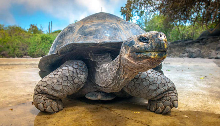 Pros and Cons of Having a Pet Turtle