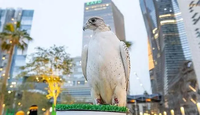 نادي الصقور السعودي 