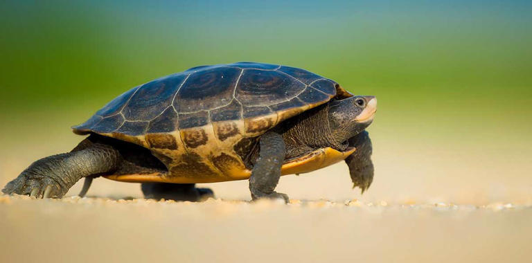 Pros and Cons of Having a Pet Turtle