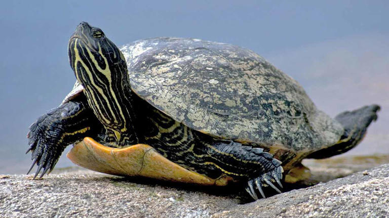 Pros and Cons of Having a Pet Turtle