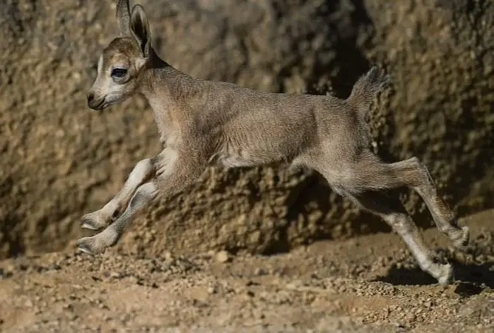 محمية الأمير محمد بن سلمان الملكية تحتفي بولادة أول «وعلين نوبيين»