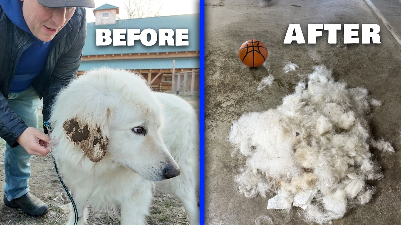 Muddy mess: Dirty farm dogs go to the groomer