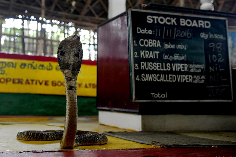 Cobra is displayed at the Irula snake-catchers cooperative on the outskirts of Chennai