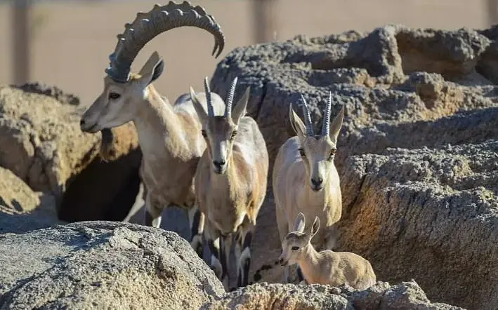 محمية الأمير محمد بن سلمان الملكية تحتفي بولادة أول «وعلين نوبيين»