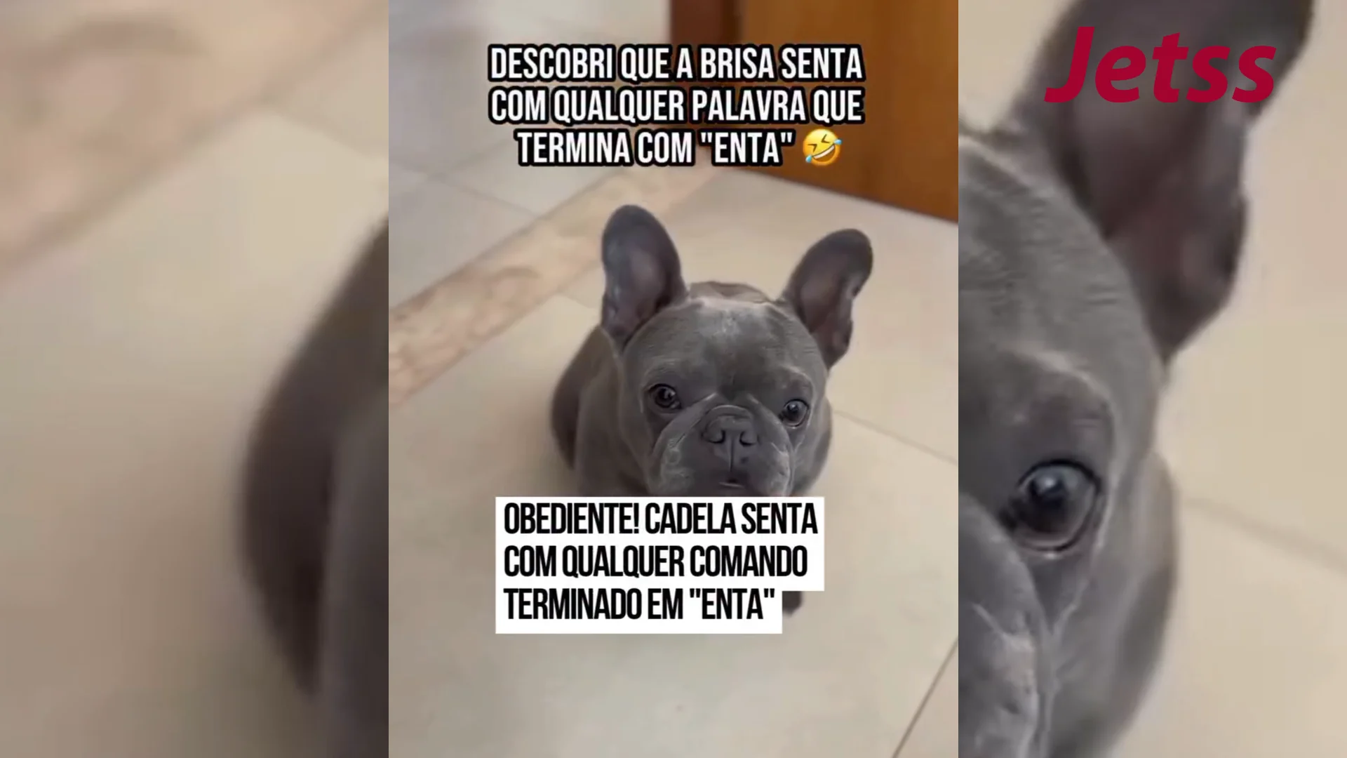 Cadela leva adestramento a sério e senta ao ouvir qualquer palavra que ...