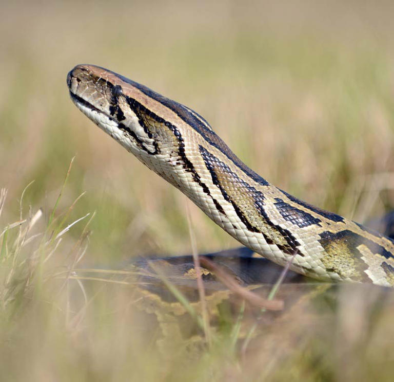 Florida deploys furry robot rabbits to fight invasive Burmese python ...