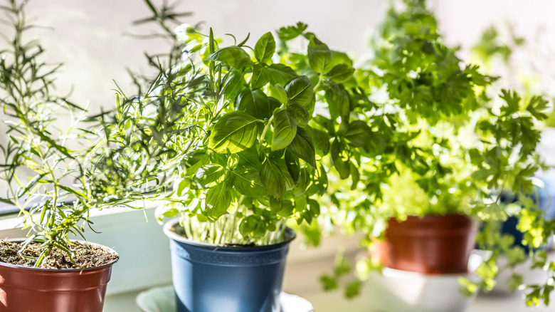 Common Mistakes You're Making When Watering Basil