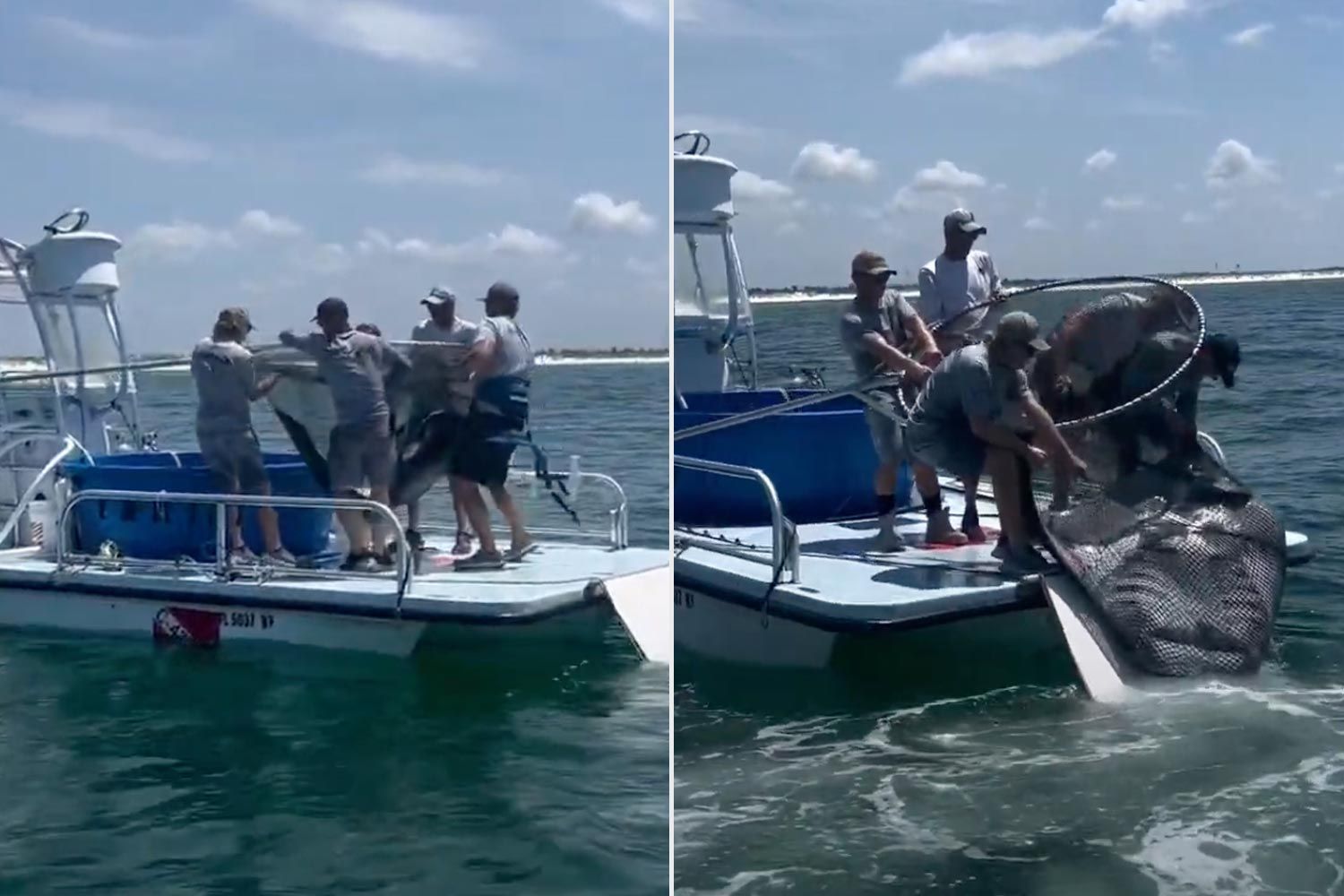 Giant Endangered Manta Ray Roughly Taken from Florida Waters to Be Put