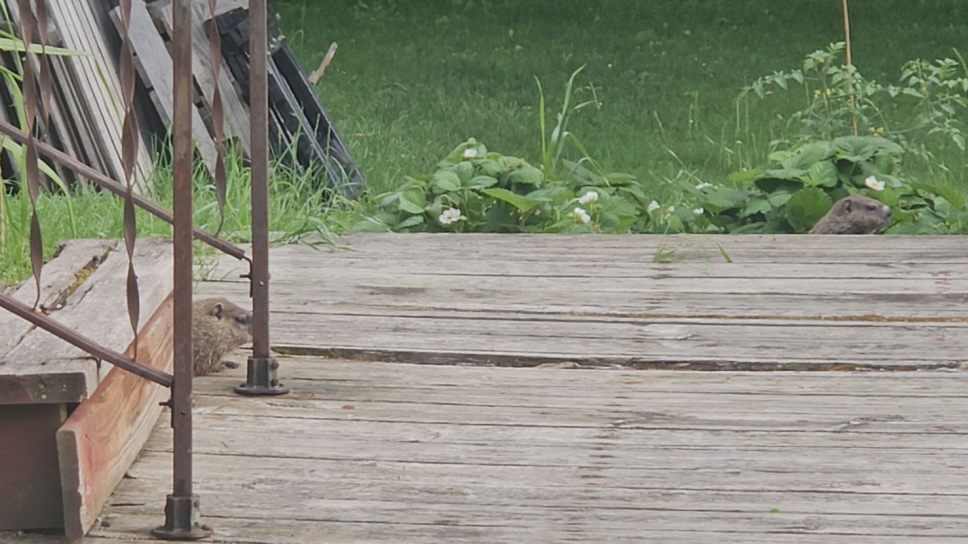 Learning to coexist with Maine's wildlife