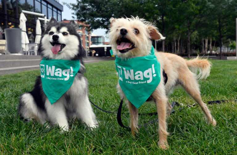 IMAGE DISTRIBUTED FOR WAG! – Patient pets wait for some delicious ice cream to help them cool off on a hot day, Tuesday, August 7, 2018 in Washington. (Larry French/AP Images for Wag!)