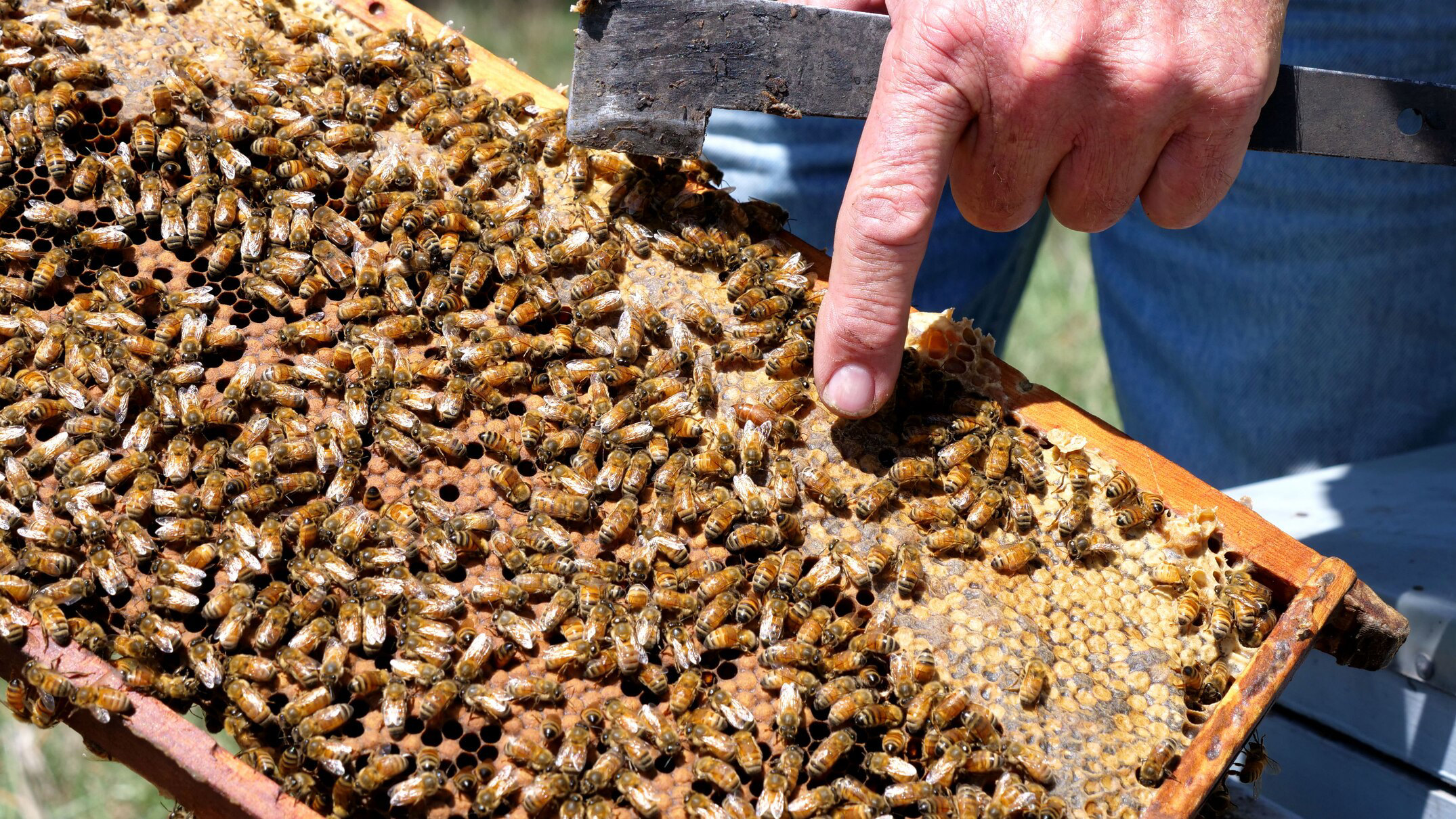 Beekeepers #39 convoy of WA hives to help South Australia #39 s almond growers Beekeepers #39 convoy of WA hives to help South Australia #39 s almond growers