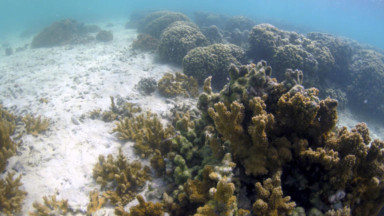 Honolulu's lawsuit against fossil fuel companies leads climate change ...