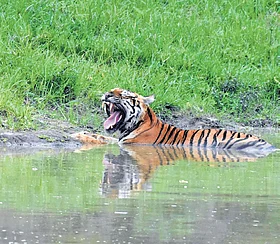 Forest watcher killed in tiger attack in Gavi