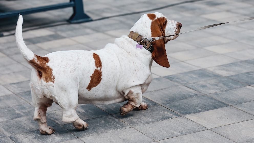 Picture of Study Finds Main Reasons Why Many Dogs Are Overweight