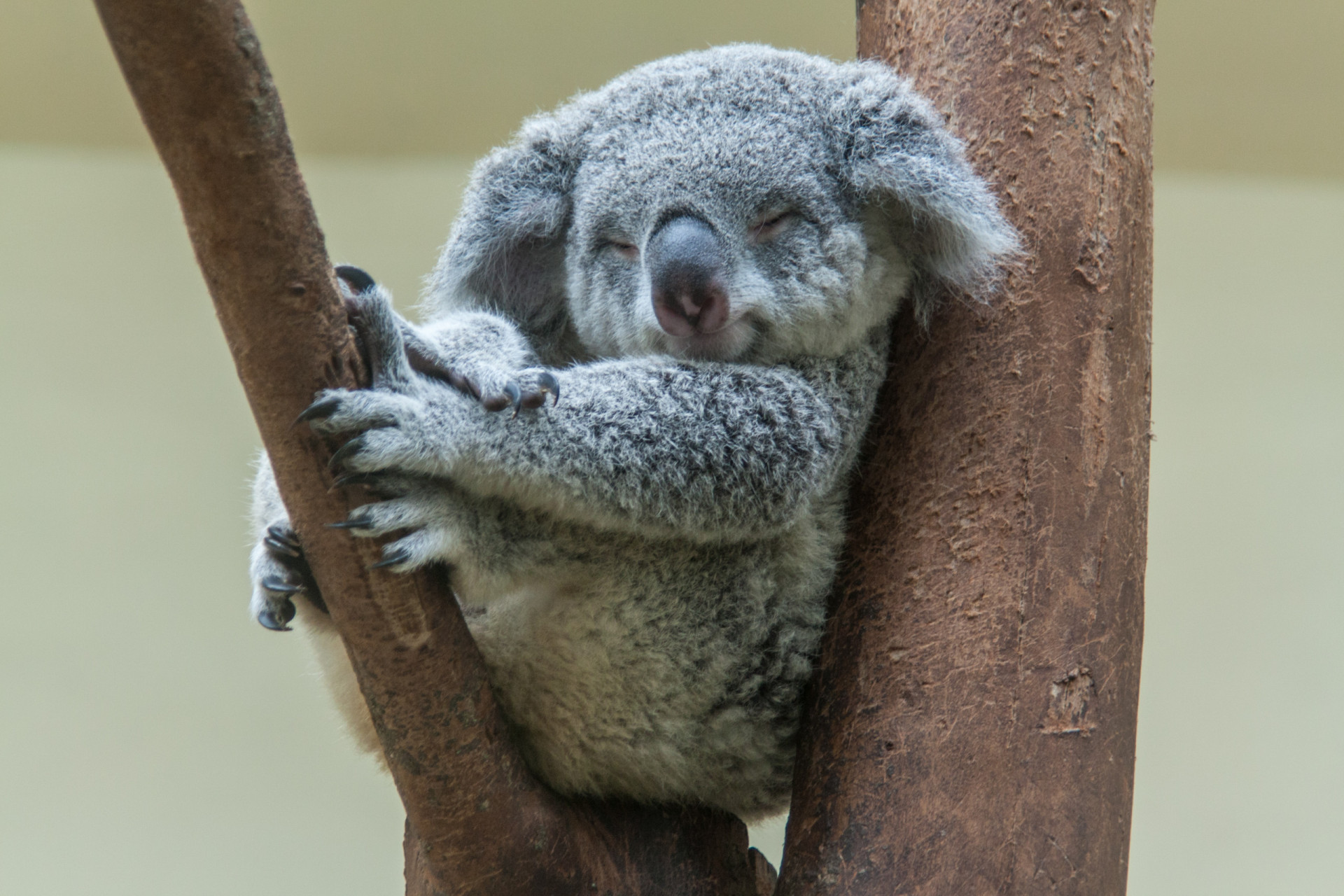 Ces animaux d'Australie ne vous tueront pas