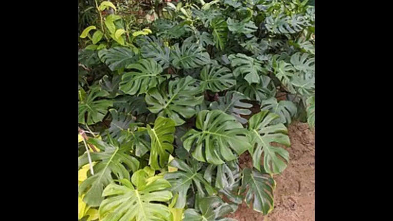 7 rare and expensive houseplants that cost more than renting a house or car