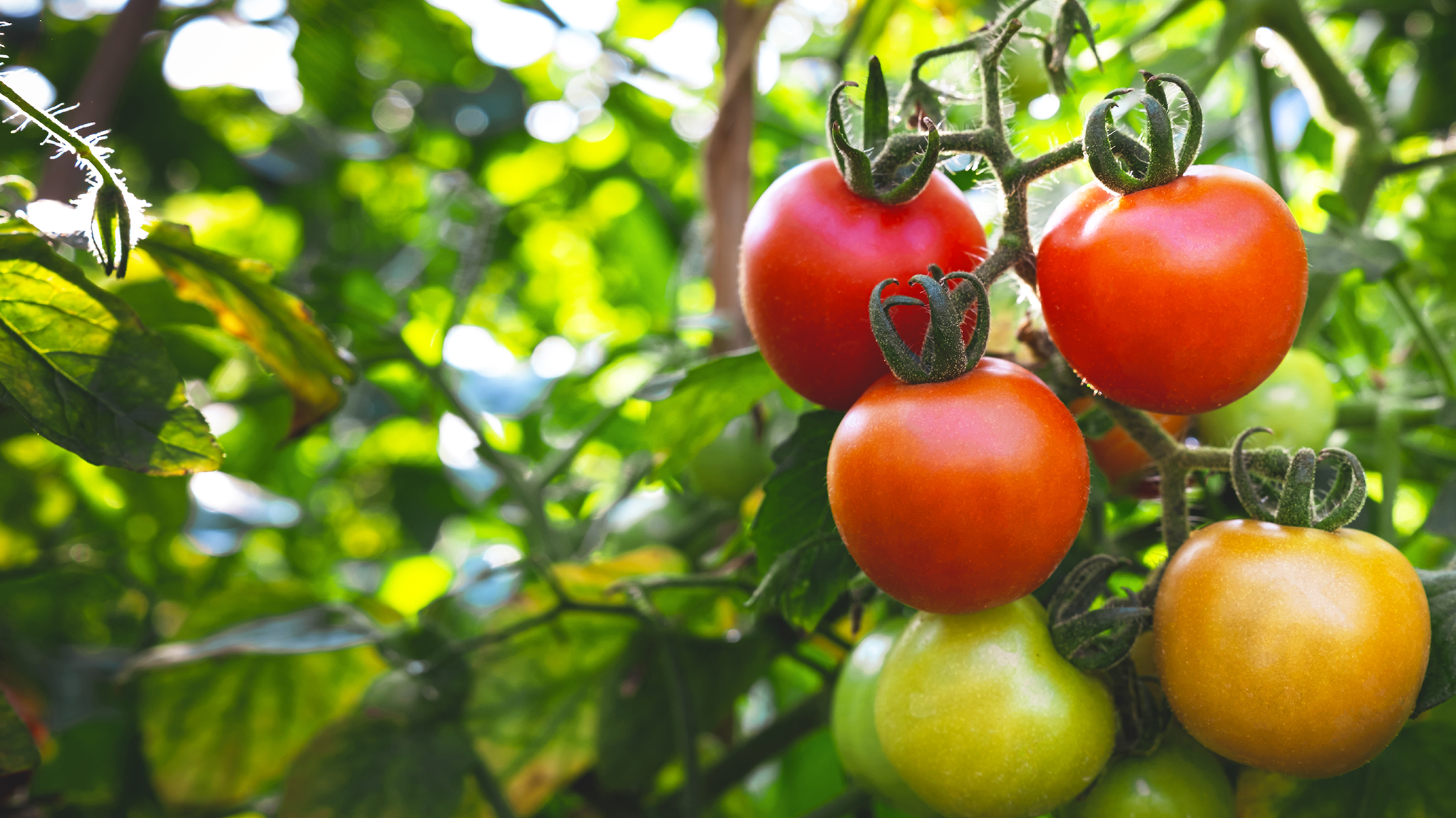 Tomato plant