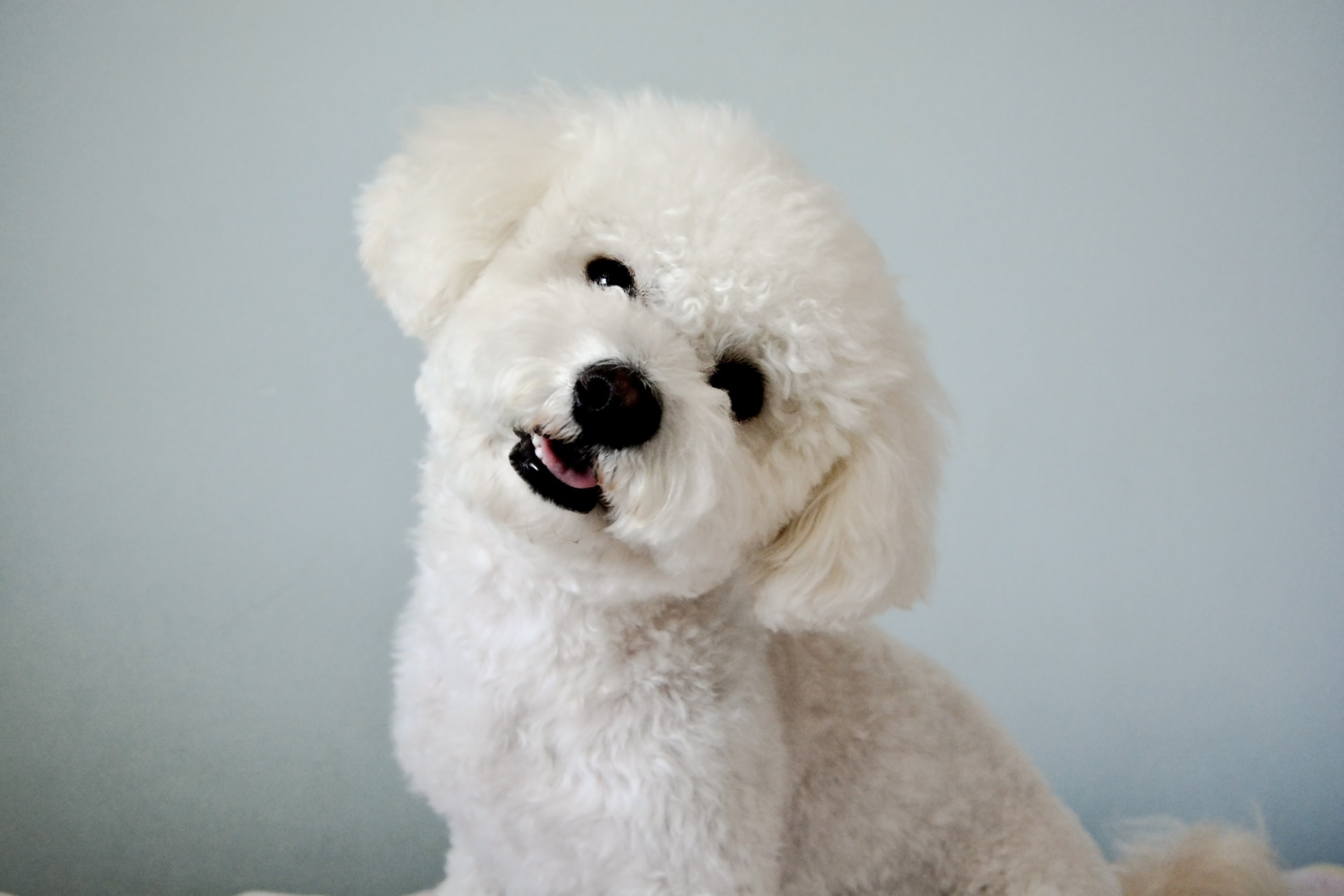 Bichon Frisé