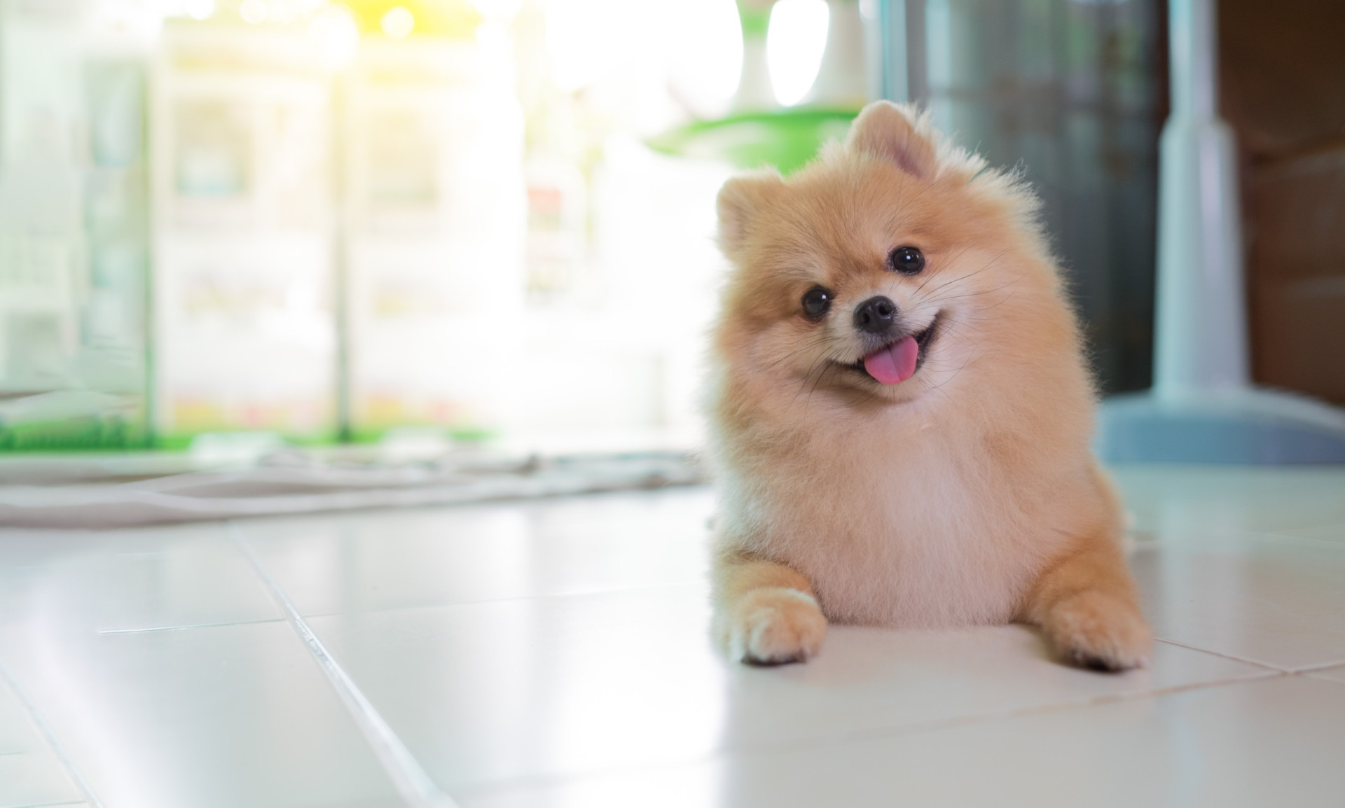 Pomeranian