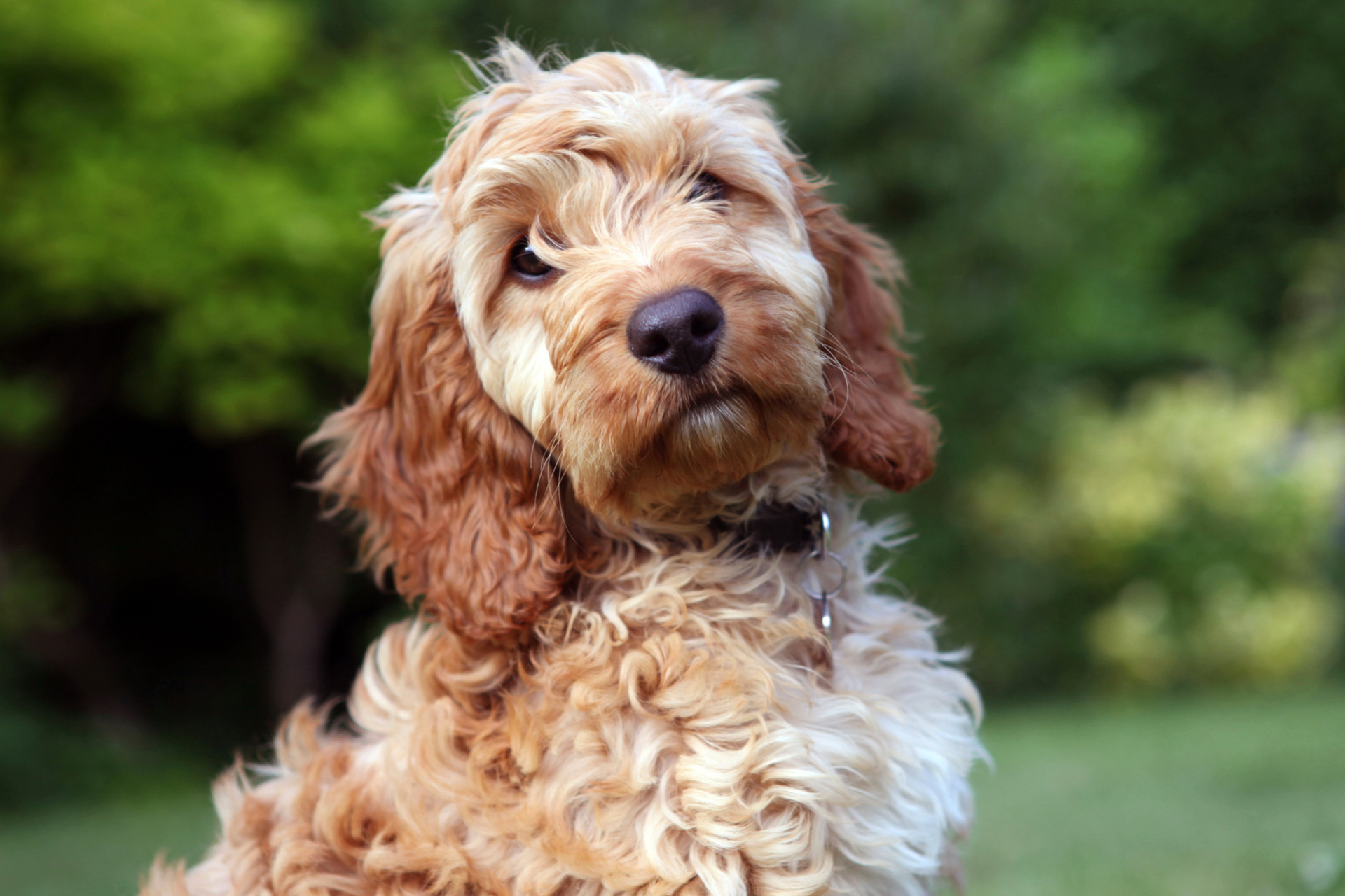 Cockapoo