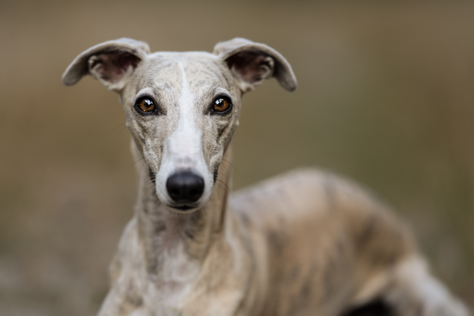 Whippet