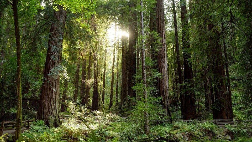 Optical Illusion test: Can you find the hidden iguana in this forest ...