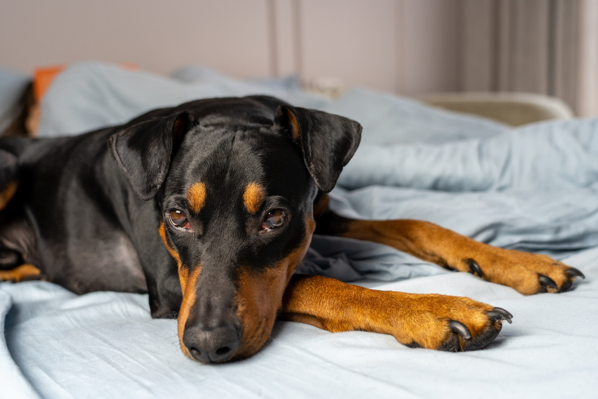 German Pinscher