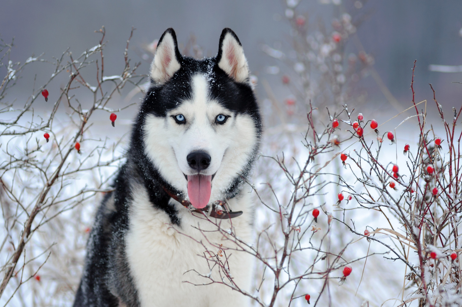 Siberian Husky