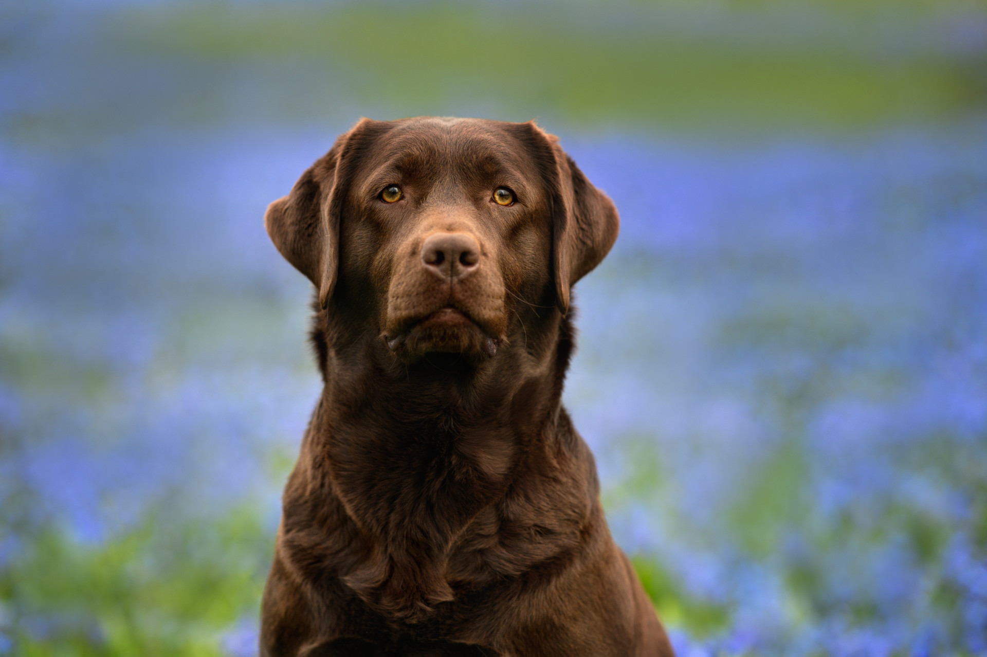 Labrador Retriever