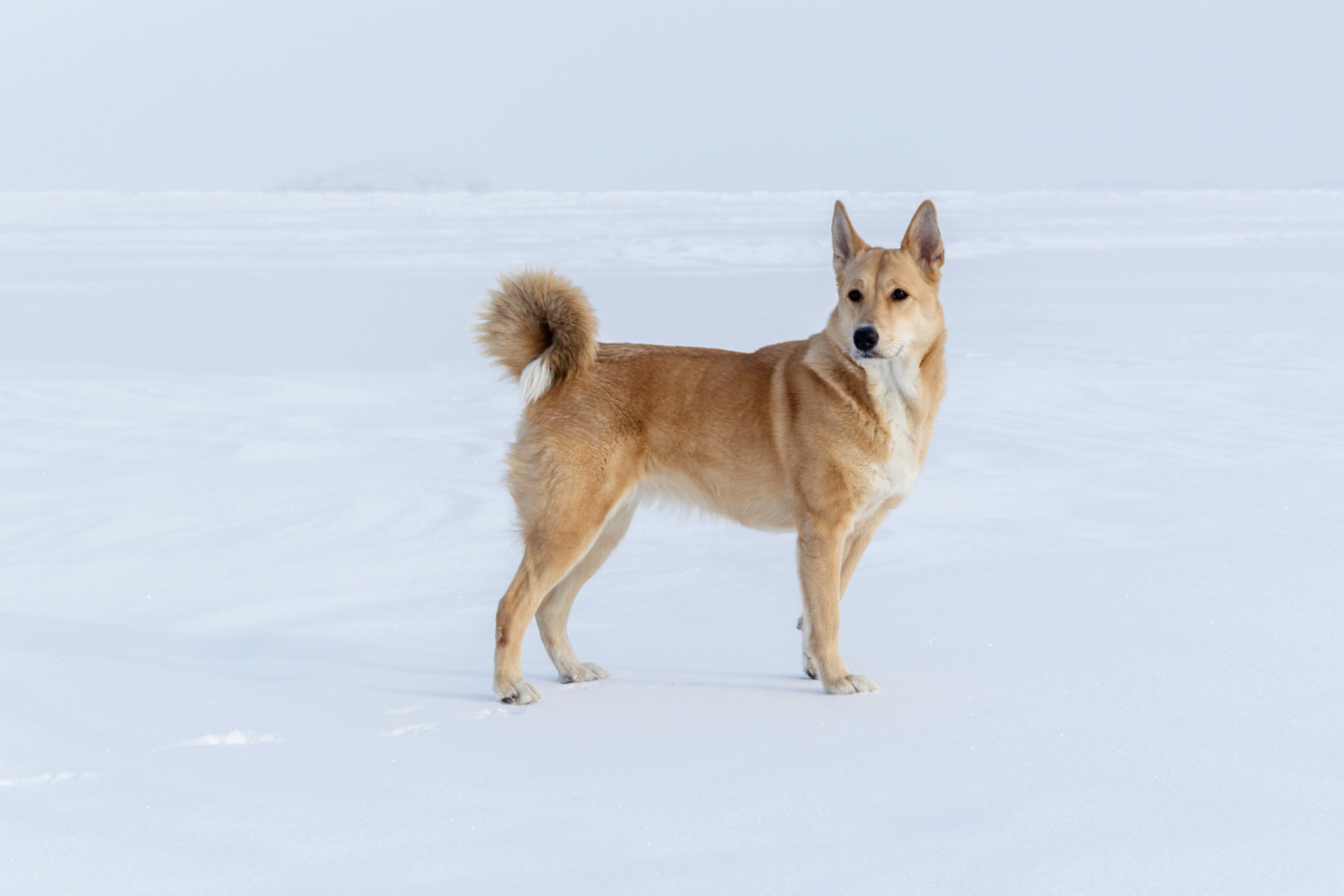 Canaan Dog