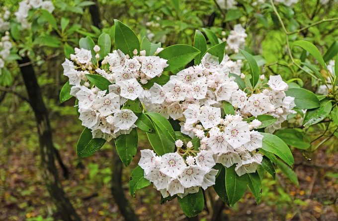 Mountain Laurel Blooming In The Spring