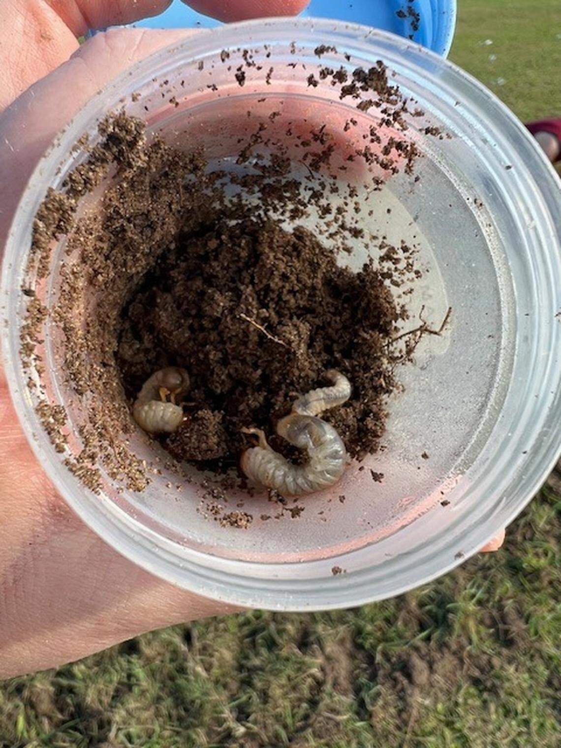 Curated visual reference: Gallery Detail: Lawn Eating Bugs Are At Their Peak In Nc How