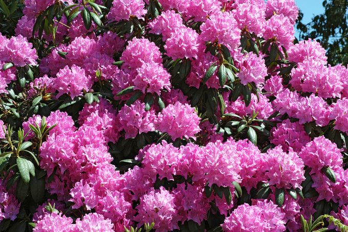 Rhododendron Catawbiense ‘roseum Elegans’