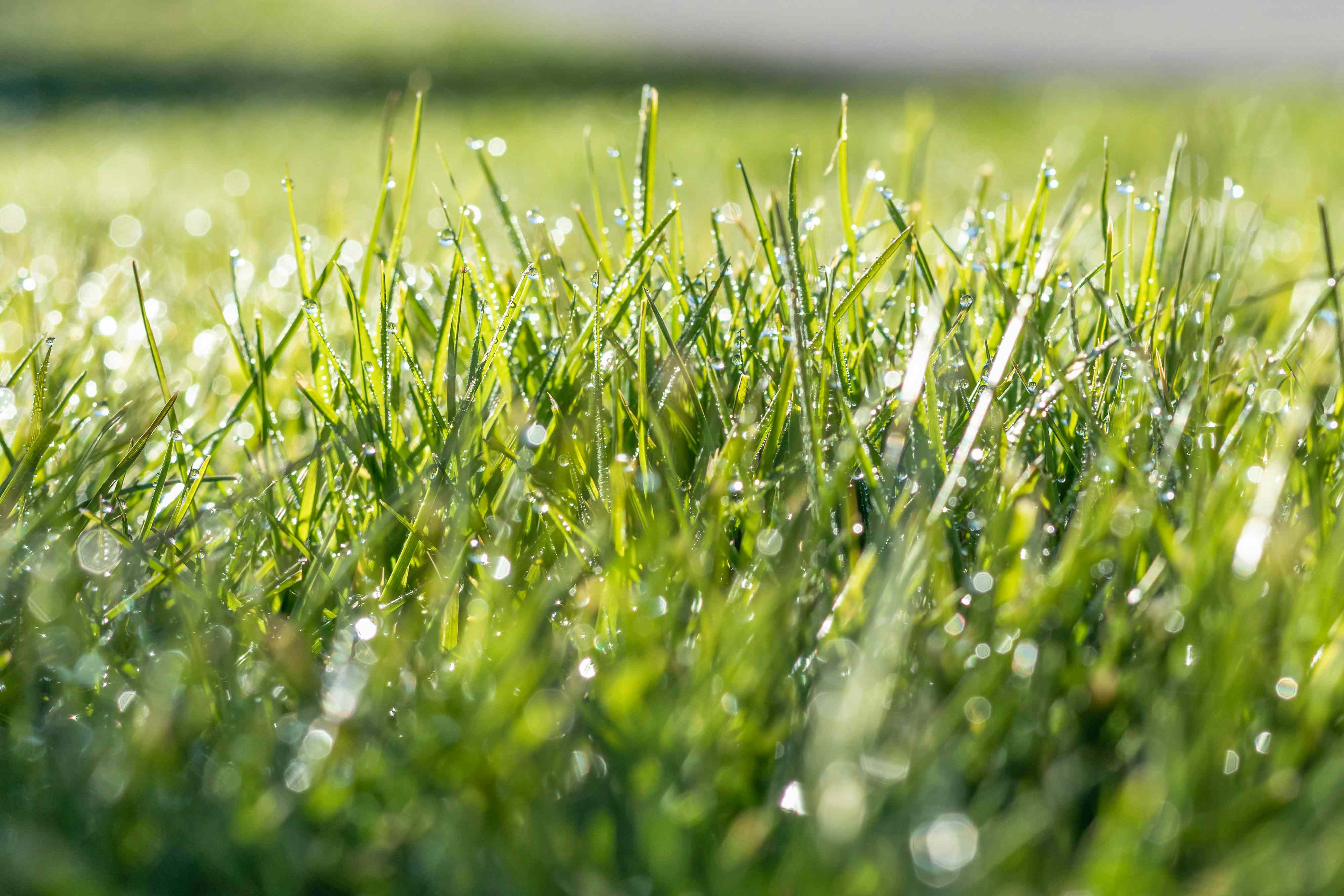 Is Watering Your Lawn in Summer a Waste of Money? We Asked Lawn Pros