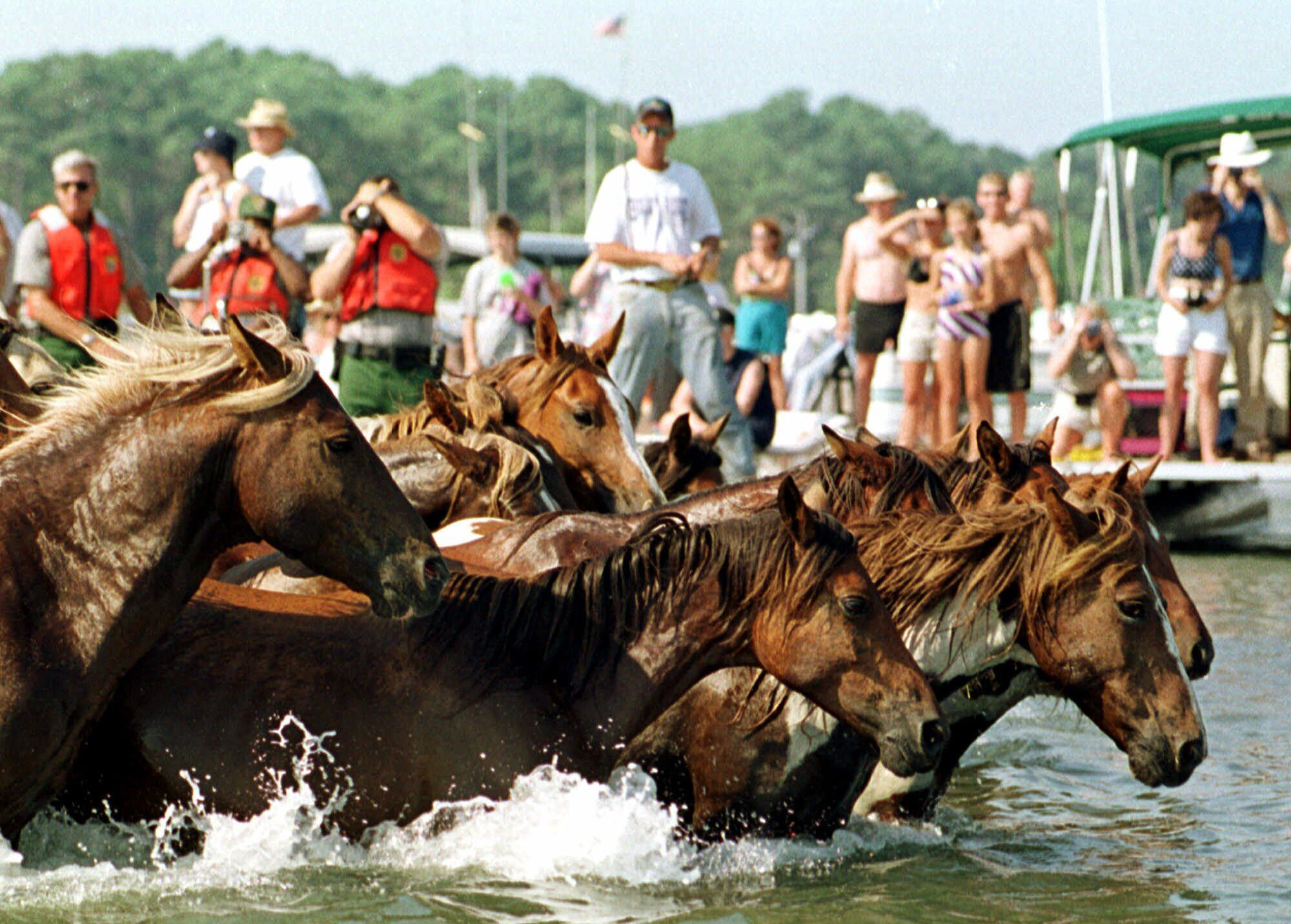 Chincoteague s Pony Swim prepares for 100th anniversary Chincoteague s Pony Swim prepares for 100th anniversary