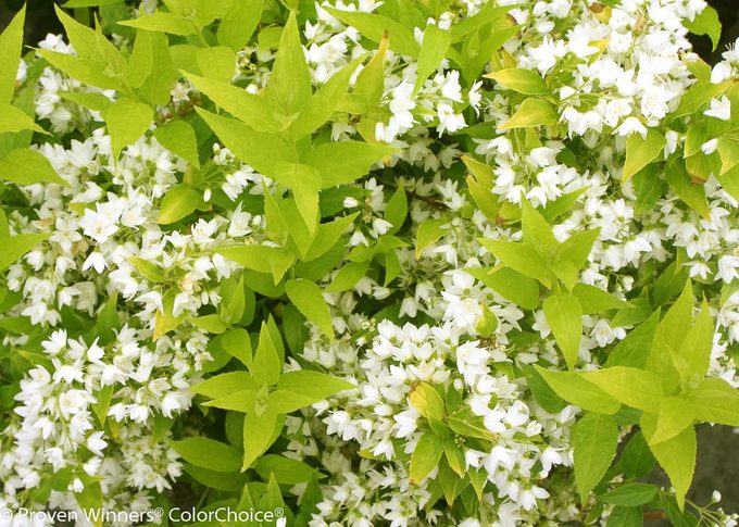 Chardonnay Pearls Deutzia