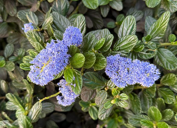 Victoria California Lilac