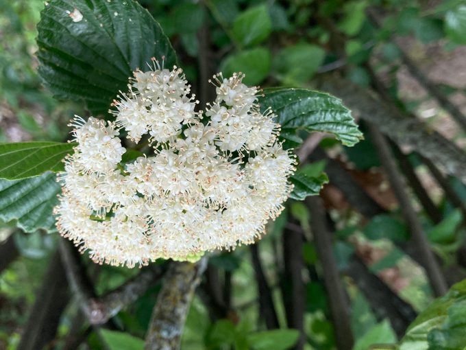 Arrowwood Viburnum In Bloom, Closeup