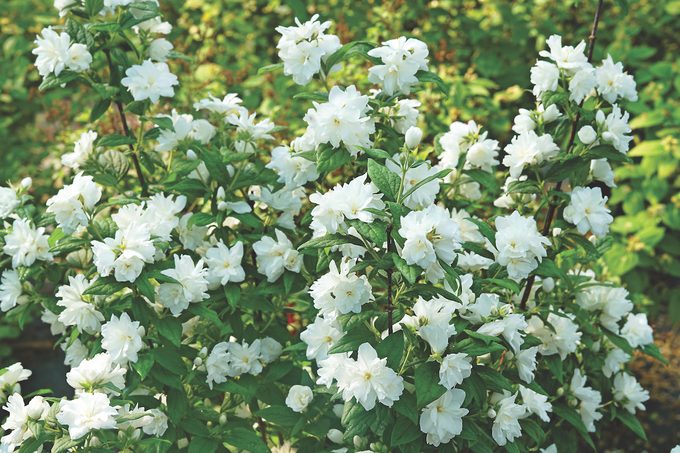 Philadelphus Illuminati Arch Dsc01357