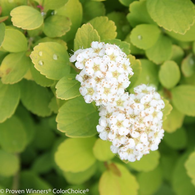 Glow Girl Spirea 5811
