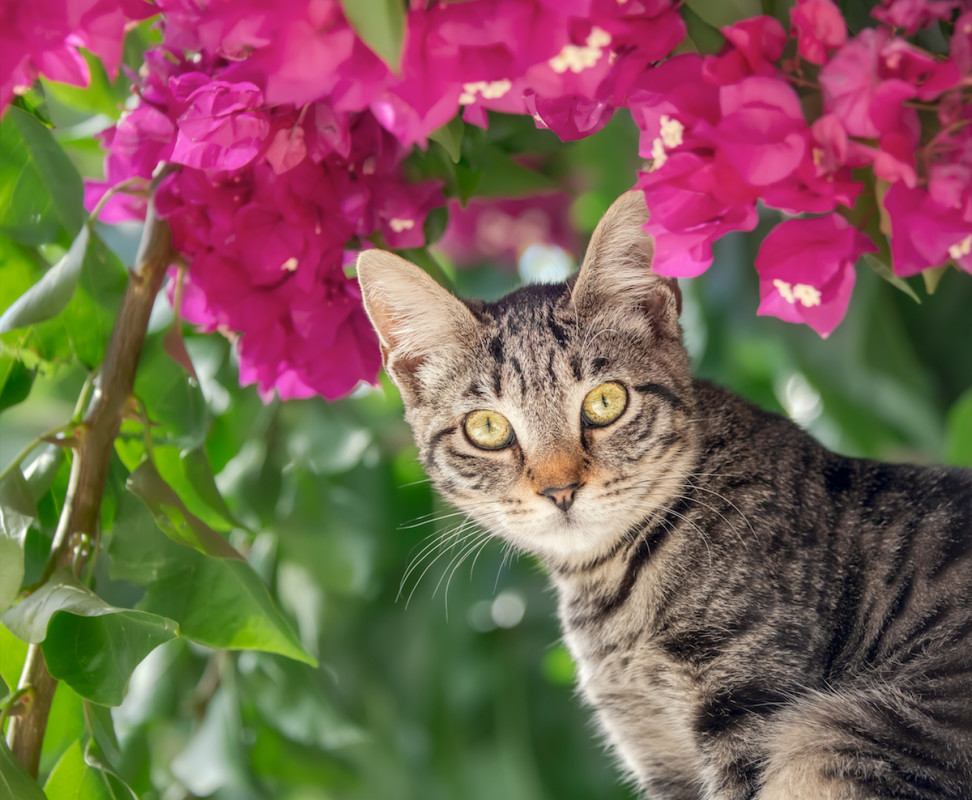 Tabby Cat Plants Himself in the Garden and a Dirt Flower